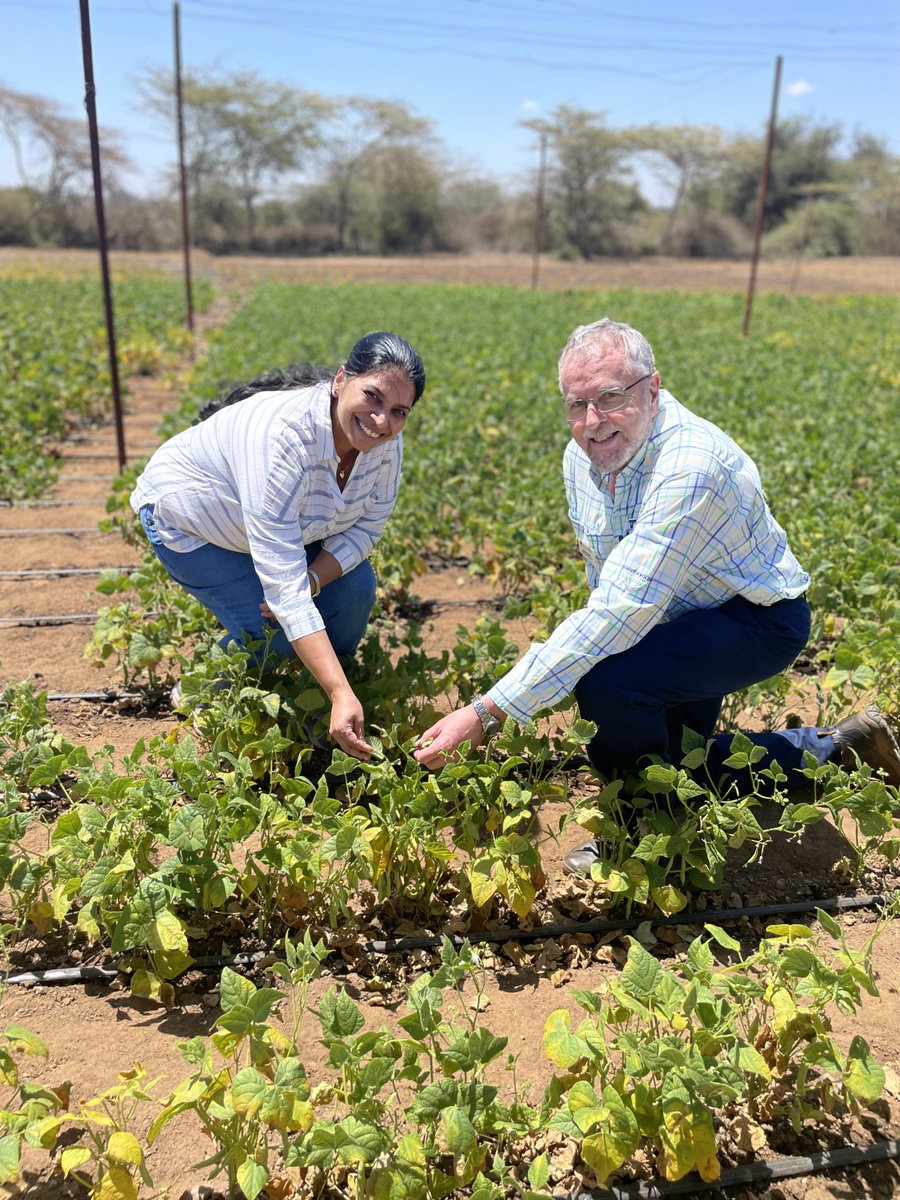IOA_UWA's tweet photo. Results from four years of plant breeding led by @UWAresearch @IOA_UWA will soon deliver climate resilient, nutrient-rich and rapid-cooking #beans for the benefit of #African women and children ππ« Read the full media release below here: https://t.co/S6QIVKY4cD #beanbreeding https://t.co/tNGsqObV5e