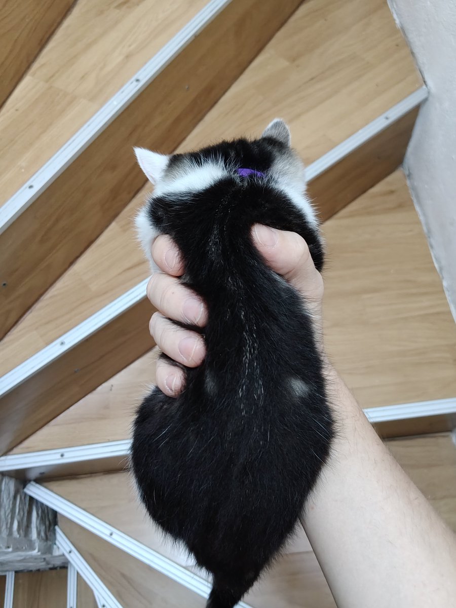 TeaToruu_'s tweet photo. I could work In a pet shelter, but only if there wasn't any dogs, I'm not a dog person. I take any animals but when they are dog like I'm out https://t.co/GMNmkcqXFn
