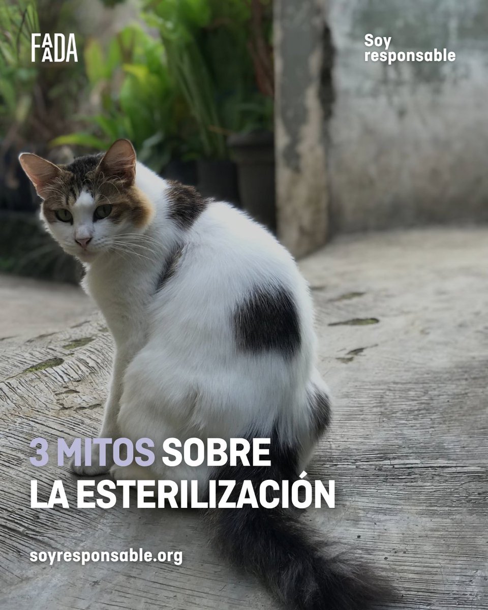 FAADAorg's tweet photo. ¿Y si muchas de las cosas que creemos sobre la
esterilización no fueran ciertas?

Algunos mitos se repiten tanto que terminan pareciendo verdades. Por eso, informarse marca la diferencia.

➡️ Desliza y descubre qué hay de cierto detrás de algunas de las creencias más comunes.
➡️ Infórmate en la web de nuestra campaña #SoyResponsable activa durante todo el año: https://t.co/IupJO2EYt7