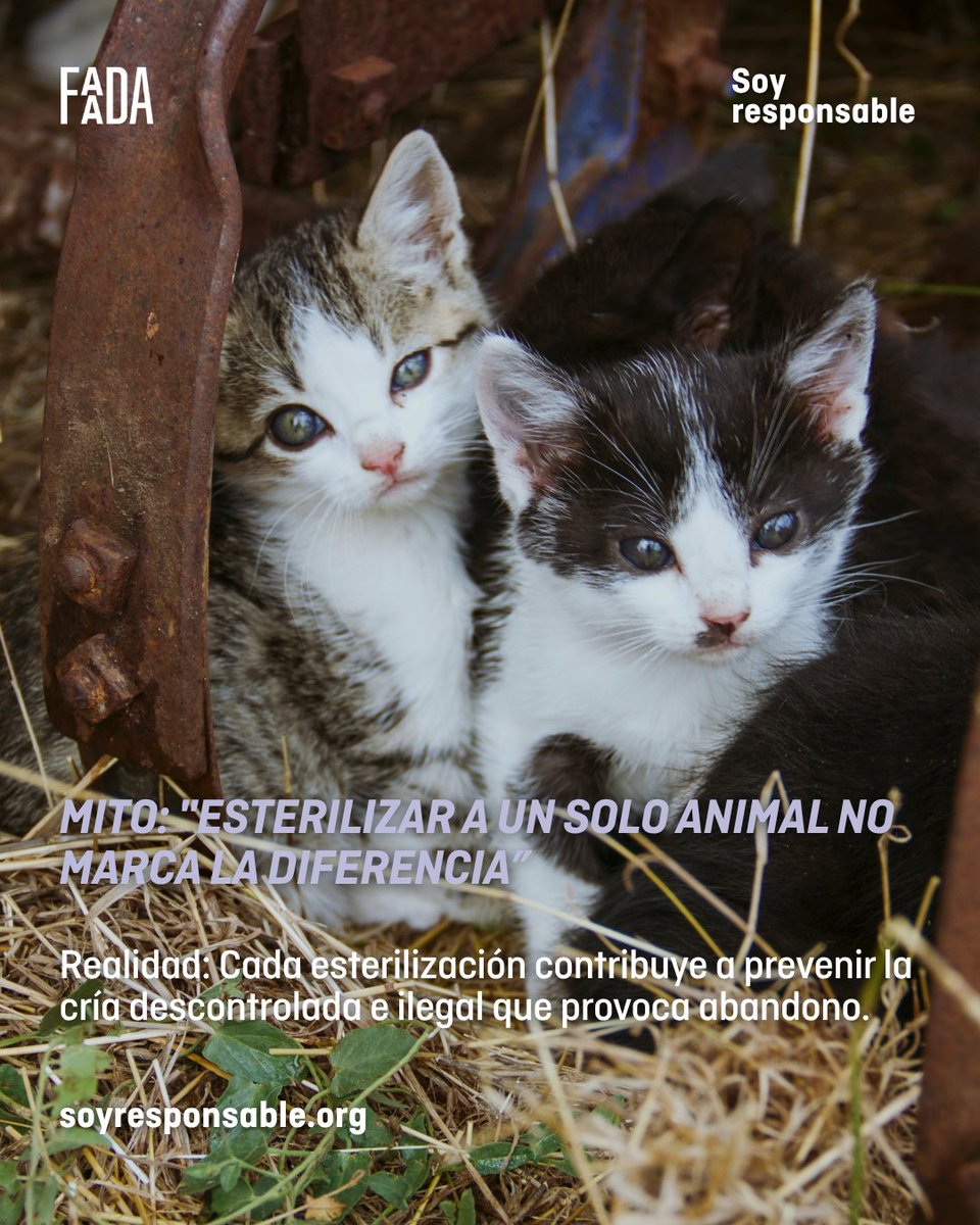 FAADAorg's tweet photo. ¿Y si muchas de las cosas que creemos sobre la
esterilización no fueran ciertas?

Algunos mitos se repiten tanto que terminan pareciendo verdades. Por eso, informarse marca la diferencia.

➡️ Desliza y descubre qué hay de cierto detrás de algunas de las creencias más comunes.
➡️ Infórmate en la web de nuestra campaña #SoyResponsable activa durante todo el año: https://t.co/IupJO2EYt7