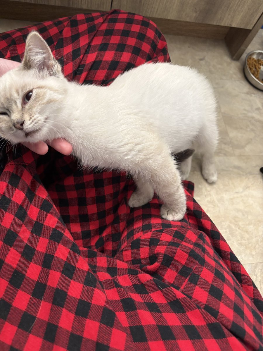 fagvampire's tweet photo. her name is fig https://t.co/zj1n3jlLg7
