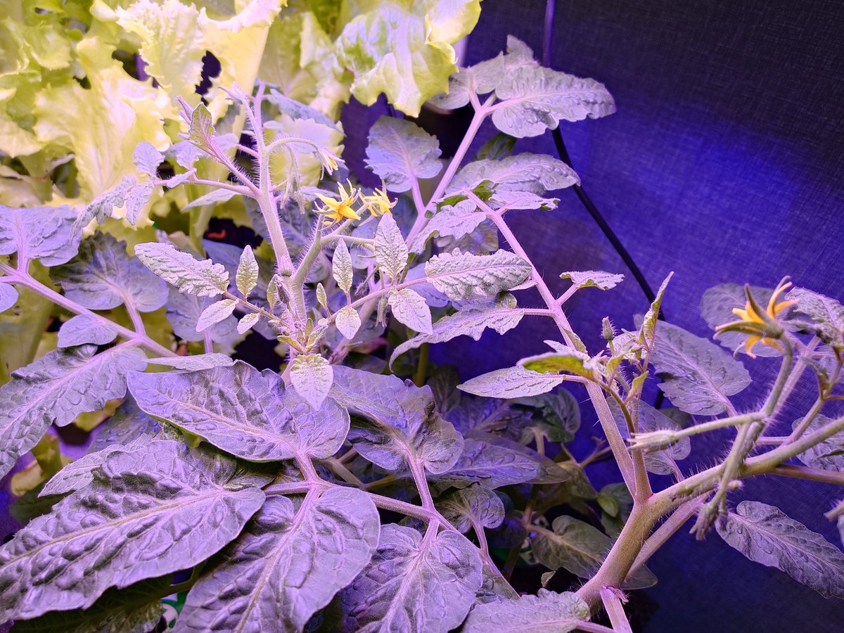 maronn1379's tweet photo. トマトはやっと花が咲いた！矮性品種だかはそこまで背が高くなくて可愛い！！

枝豆はなるべく背が高くならなそうな品種を探したつもりだったけど余裕でライトよりも高くなってて、、笑
ここから入れる保険ありますか？|ू•ω•)ﾁﾗｯ

 #水耕栽培 https://t.co/CDXsS5uXWz