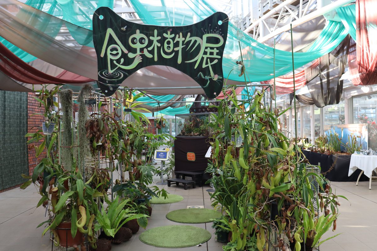 ParksJindai's tweet photo. ＼食虫植物展は8月9日(日)まで！／
ラストスパートの7日(金)、8日(土)、9日(日)は食虫植物の即売会も開催予定です🛍🌱
大人も子どもも楽しめる展示会となっておりますのでこの機会をぜひお見逃しなく🌟
Carnivorous Plants Exhibition is until on this weekend!(広報係)
＃神代植物公園 https://t.co/ee7UsB2HRo
