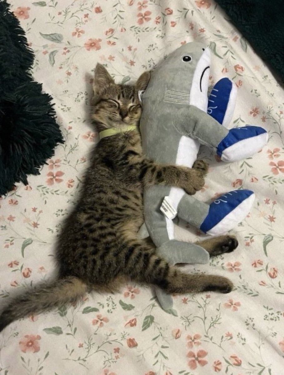nyanz365's tweet photo. 初めて友達が出来たその日の寝顔が可愛すぎる💤 https://t.co/Cyi9uvYzJ8