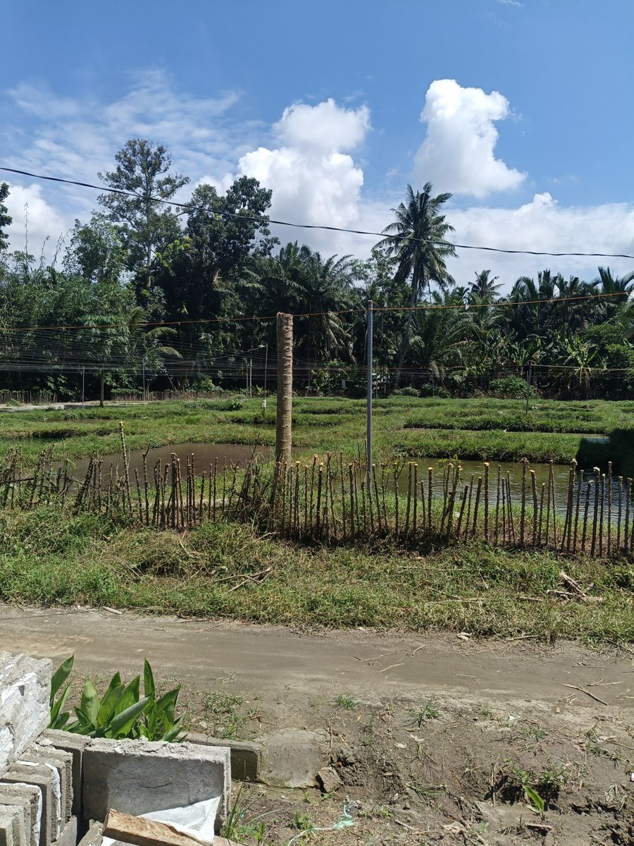 LTerbang1979's tweet photo. Cuacanya cukup cerah, secerah kenaikan harga jual ikan lele. 
Alhamdulillah https://t.co/JSlAHVaEAk