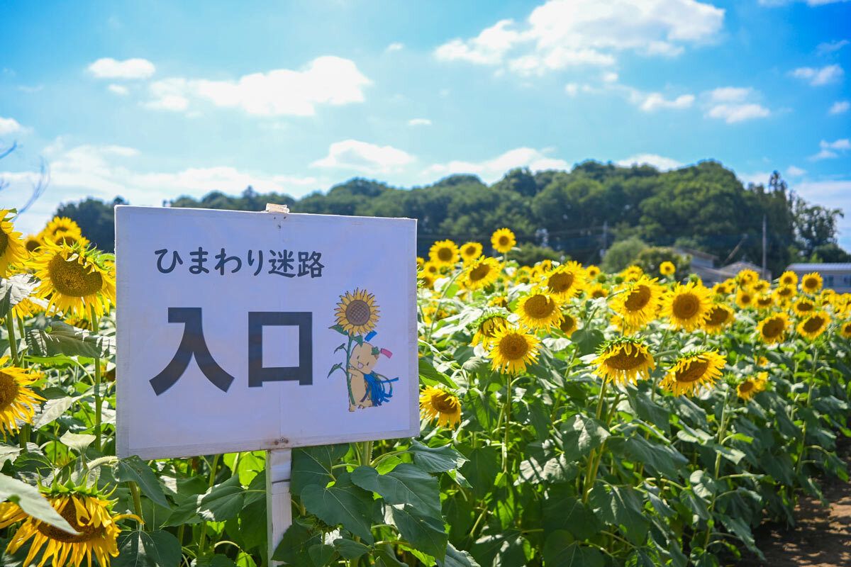 citysayama's tweet photo. 【🌻堀兼ひまわり畑が開園🌻】
今年も約1万本のひまわりが咲き誇っています☀ひまわり畑の中を散策できる「ひまわり迷路」や「ひまわりの切り花摘み（5本100円）」もお楽しみいただけますよ。ぜひ、お越しください😊

くわしくは▼
https://t.co/orf6u7JA7x 

#狭山市 #さやまのはなさく https://t.co/PJC9qCYJiq