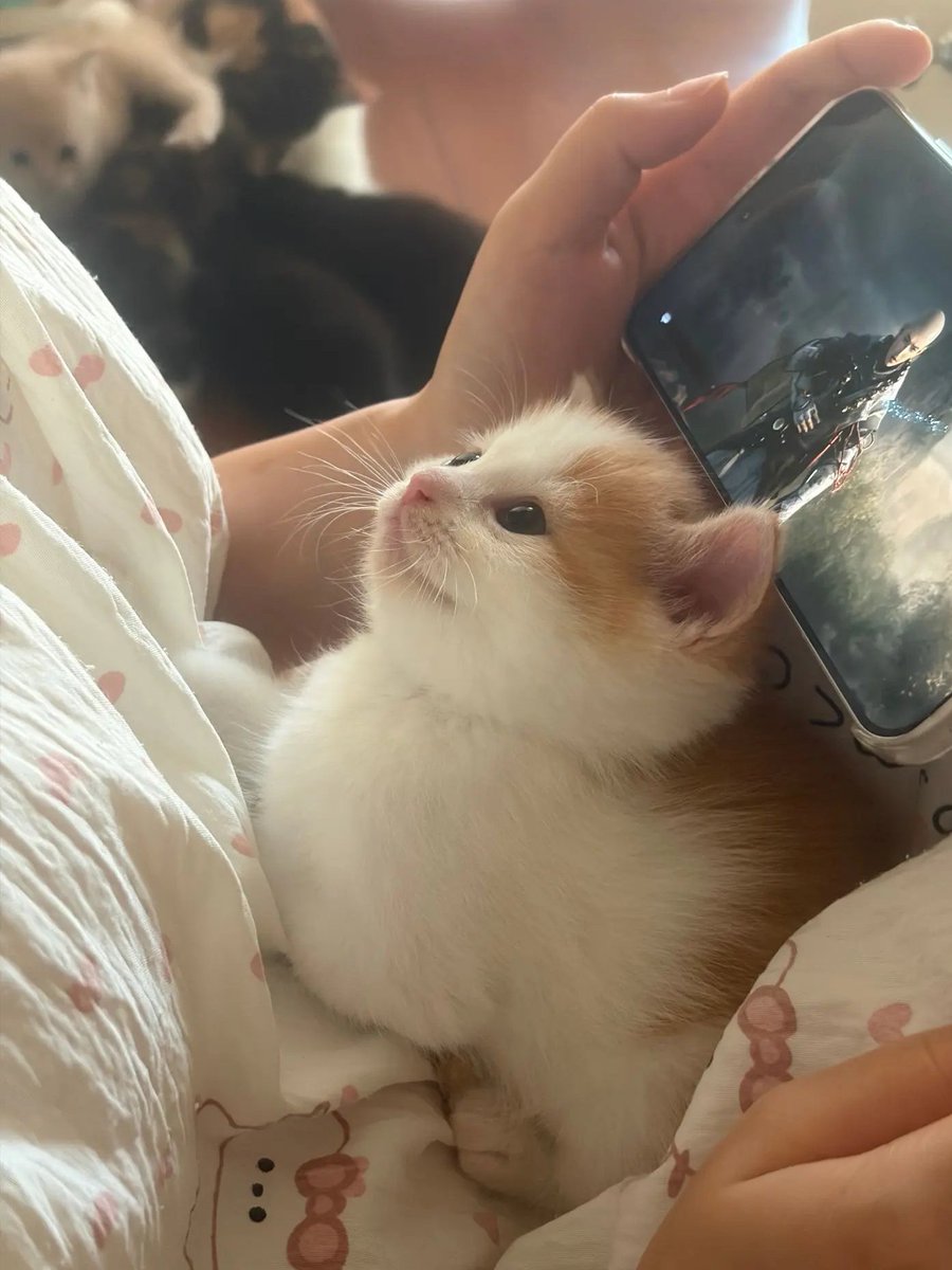 kitten_zukan's tweet photo. ♡ https://t.co/zaALJ0t8m2