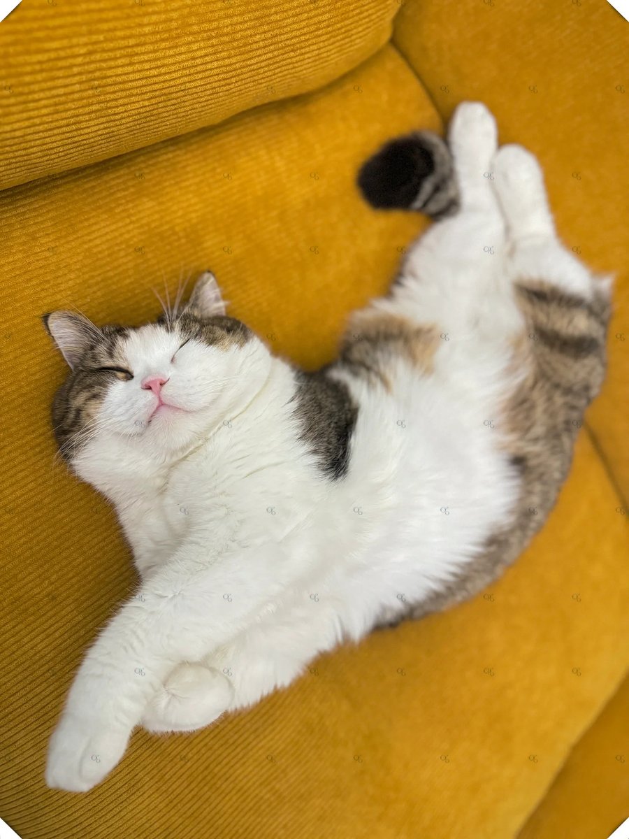 ModestaDututzv's tweet photo. Found my afternoon buddy  Nothing beats the quiet joy of a lazy nap with my fluffy cat curled up on my lap. https://t.co/Oc1HTlG3lq