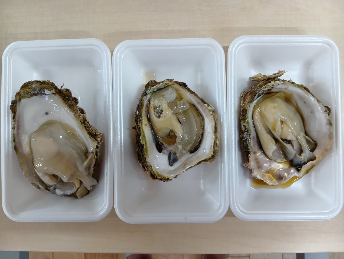 nekosogi1091's tweet photo. 岩美名物の岩ガキ🦪
今年はちょっと不作気味らしい😥でも粒が大きく食べ応えありそう😋
自分は食べれへんけどね😛 https://t.co/AqbcGR5rth