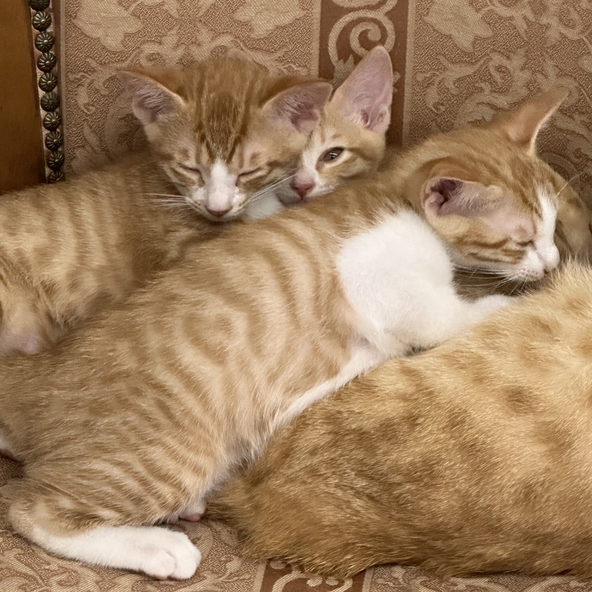 uznvoi's tweet photo. 😻😻😻 https://t.co/WnhqwRwZtr