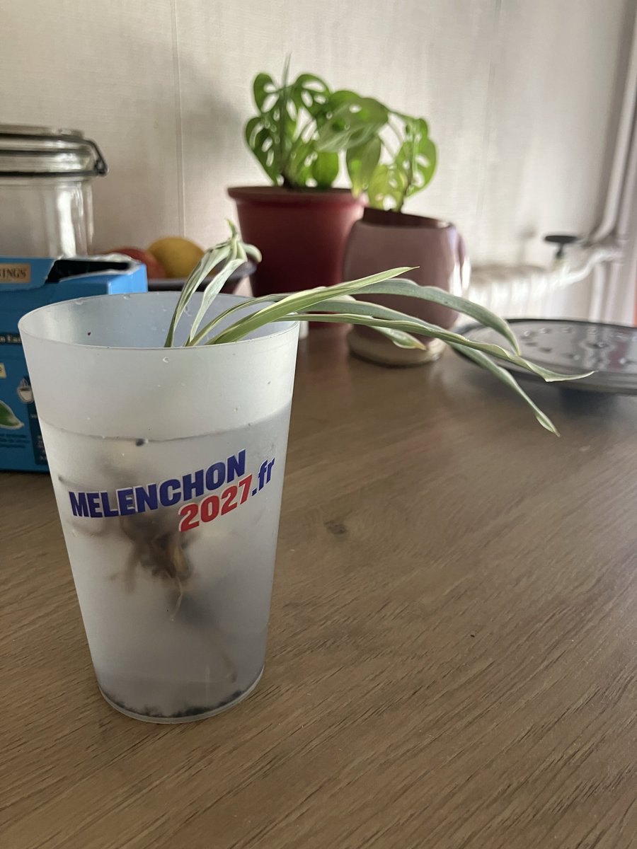 kuomochi's tweet photo. Mes plantes grandissent peut-être pas au soleil, mais au moins elles ont l’espoir d’une France plus belle https://t.co/iqEQcpbazg