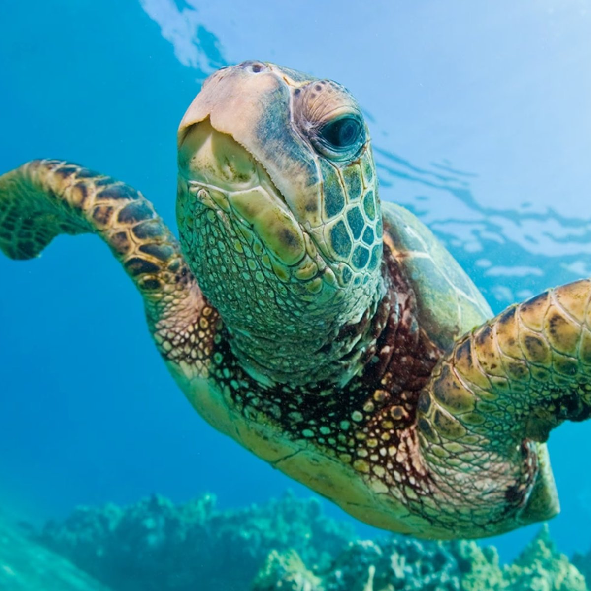 AMAZlNGNATURE's tweet photo. Green sea turtles are no longer considered endangered worldwide

Decades of protecting nests, reducing hunting, and making fishing safer helped their population rise by around 28% https://t.co/1ZcJ8UH0DO