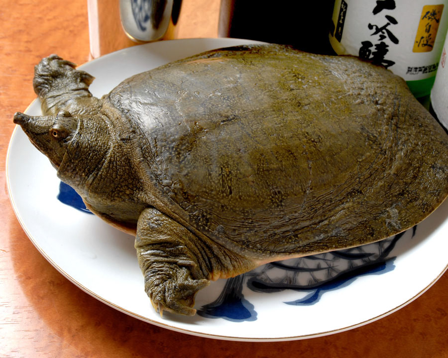 ohara_syousuke's tweet photo. 創業60年目を無事迎えておりますが・・・
今年は倉庫移転等々、バタバタとしております！
が、皆元気に働いております。
夏は『すっぽん』&amp;『泳ぎはも』人気です！
おいしいお酒と楽しい仲間とご一緒にお疲れなお身体をリセットしに来て下さい！ご予約お待ちしております！
📞0667635097 https://t.co/7PgUiU7v3K