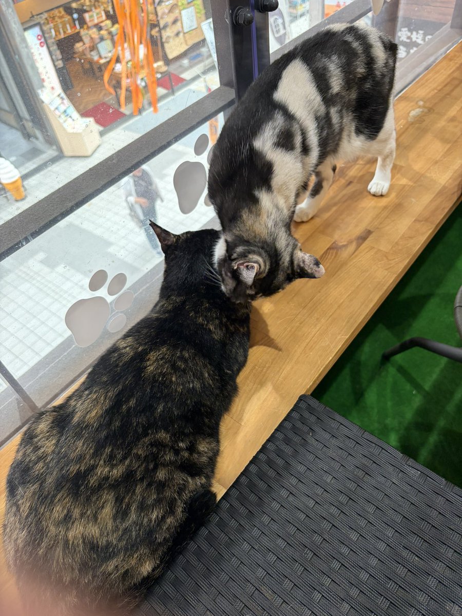 MenSaka1's tweet photo. 猫カフェデビュー
可愛過ぎて死ぬかと思った https://t.co/hxOZ8j5qvy