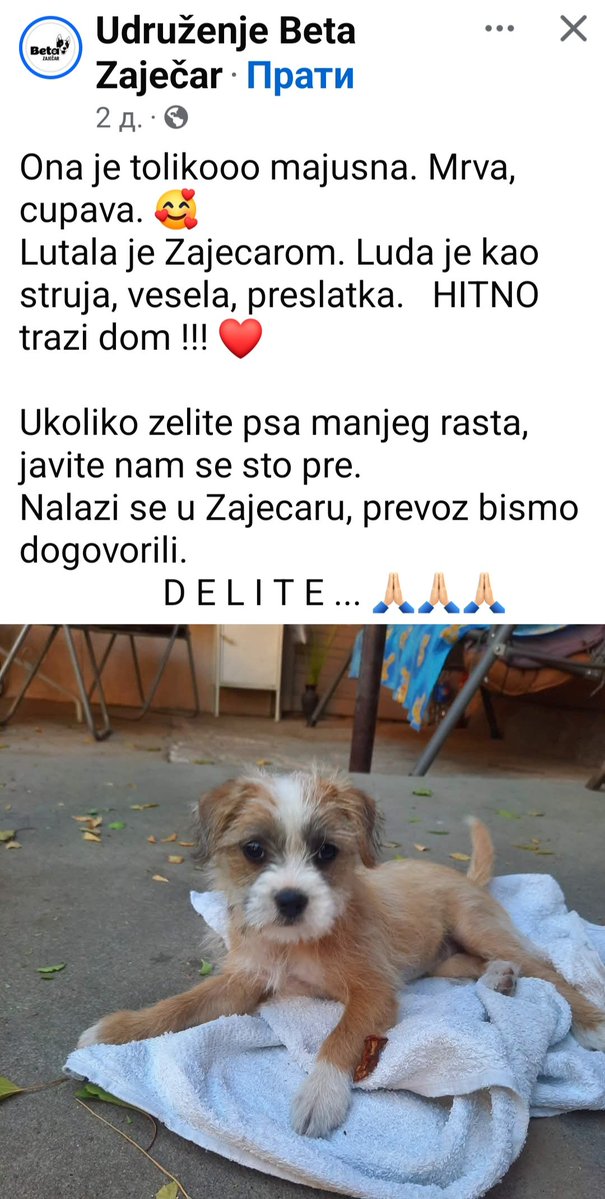 mirjanakraljic's tweet photo. Hajde da udomimo Mrvicu. 🙏🐾🥰 https://t.co/VlLshZjr4H