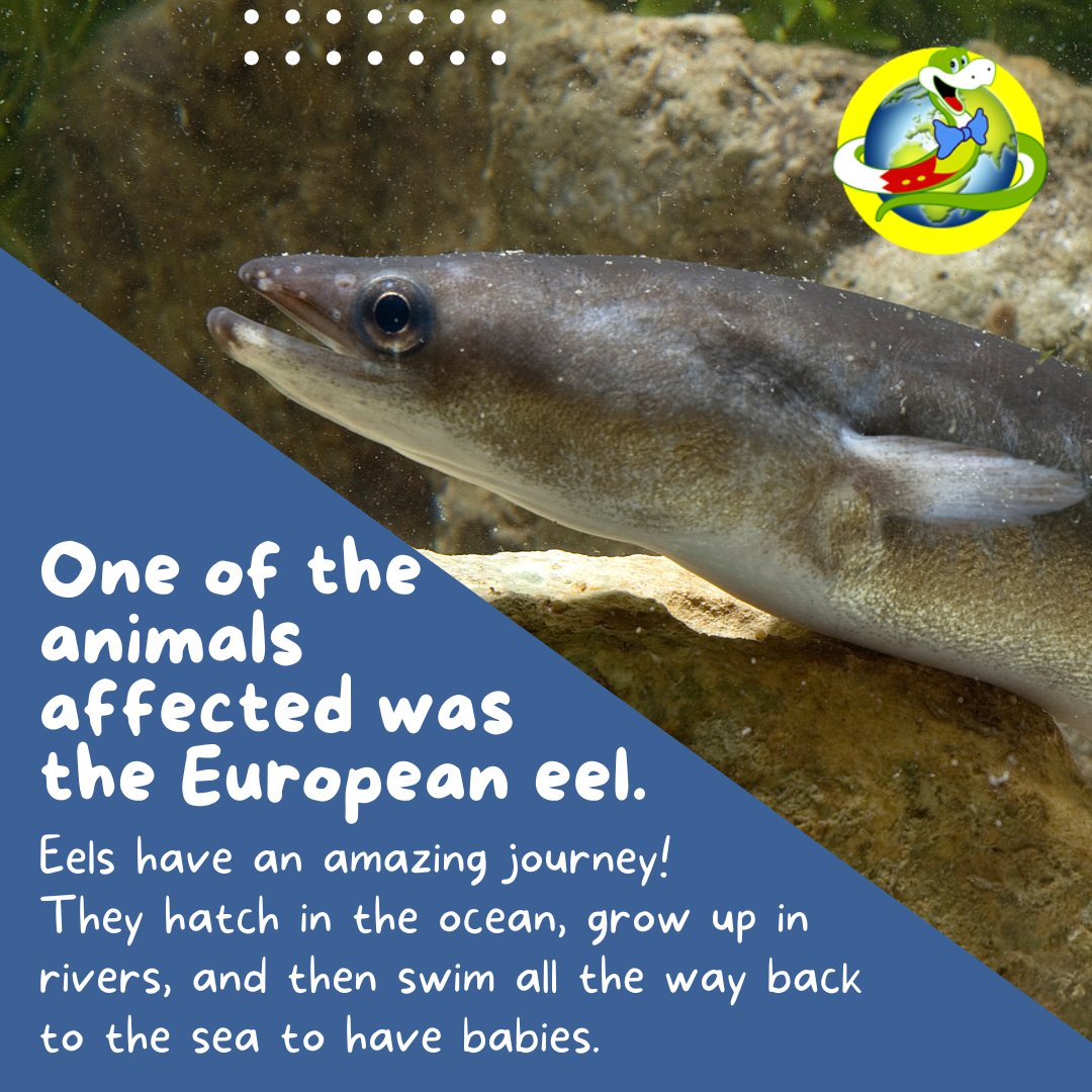 JakesSnakebites's tweet photo. Keeping rivers clean helps protect the animals that live there, and every small action makes a difference. What other creatures live in our rivers? 🐍 https://t.co/QJzd2HMSKM https://t.co/a4sr4pLxCO #wildlife #riverlife #protectnature https://t.co/85UD7ieFlj
