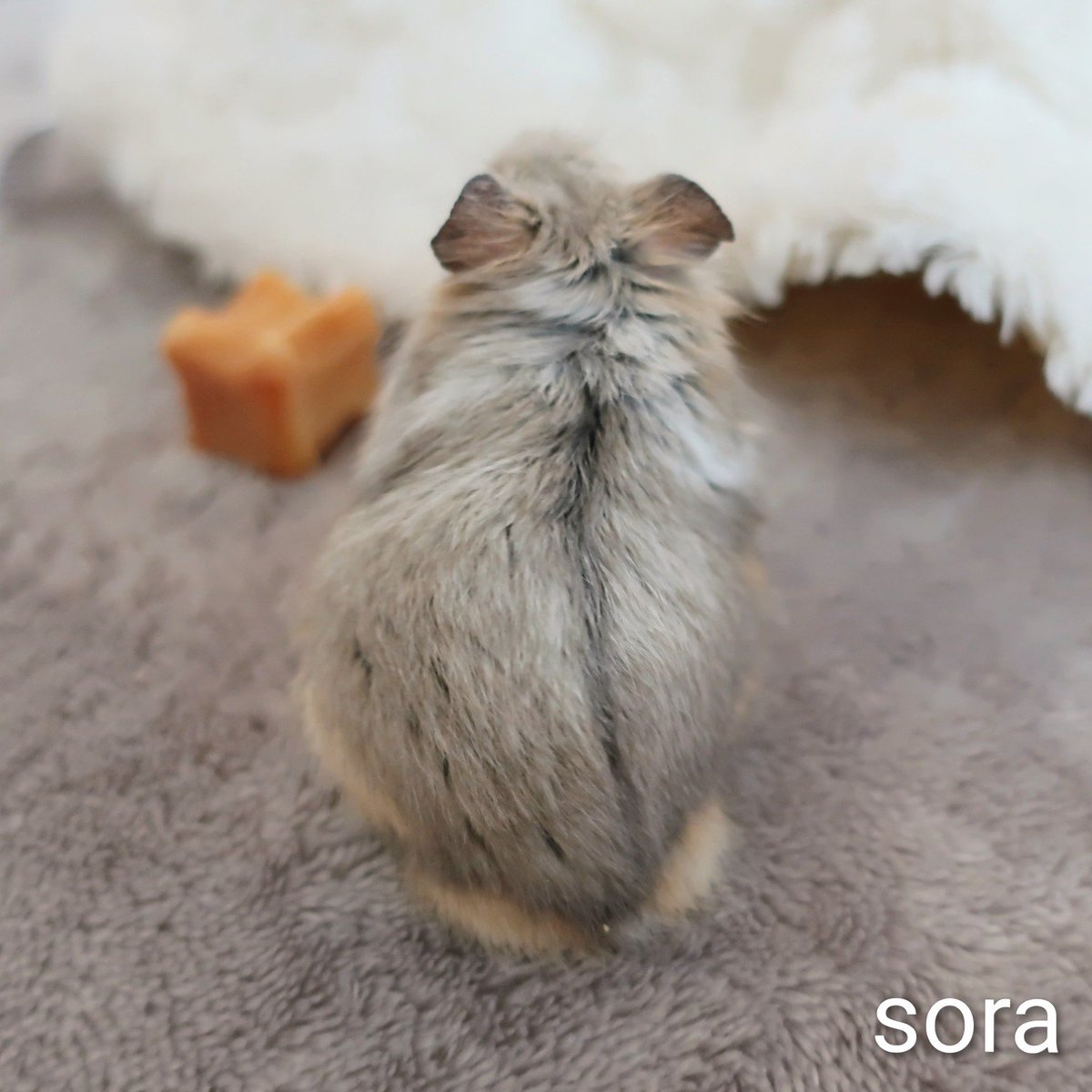 rairai_h300707's tweet photo. お🐹の背中

#キャンベルハムスター https://t.co/gnQkwLSE6w
