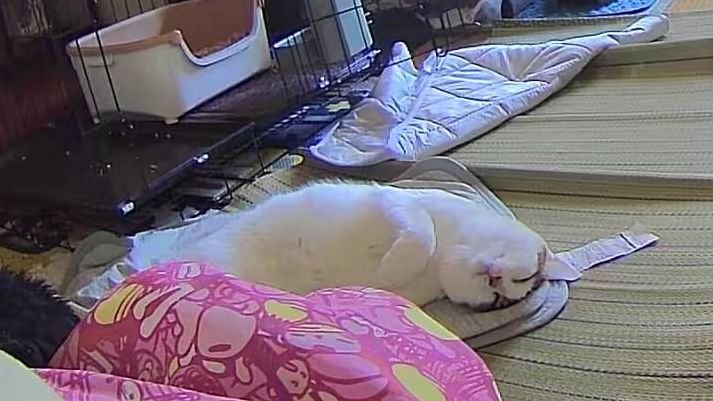 K50108's tweet photo. 延々寝てて逆に心配になるわ
小娘は暑い所にいる… https://t.co/OrKfif3Q1J
