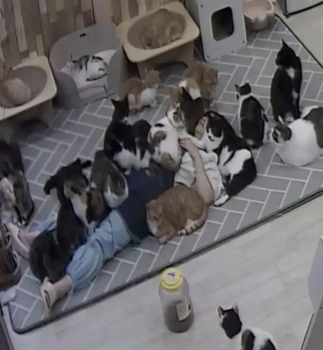 daktilock's tweet photo. Kedi barınağında uyuyakalan vatandaş, 6 saat boyunca onlarca kedinin arasında uyudu. https://t.co/fPHXFrWFCQ