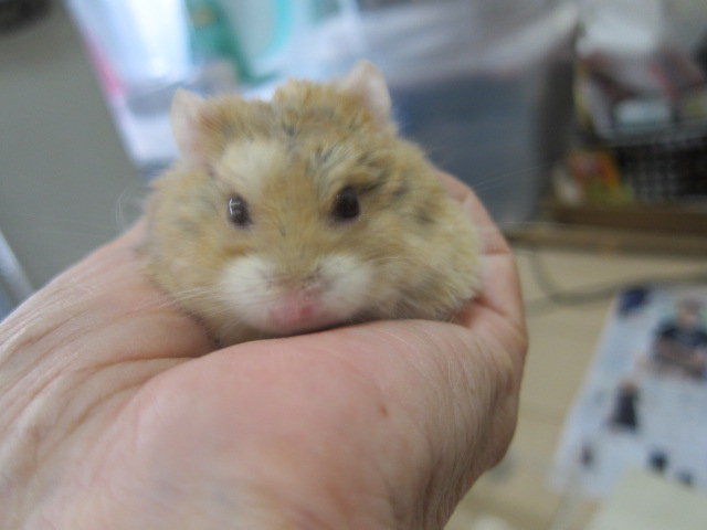 sararamiruru's tweet photo. 久しぶりの山査子（さんざし）（キャンベル♂もうすぐ１歳）です。なんだかすごく大きくなってしまいました。現在６６グラムくらい（＾＾；
＃ハムの日 https://t.co/PohDL9IXql