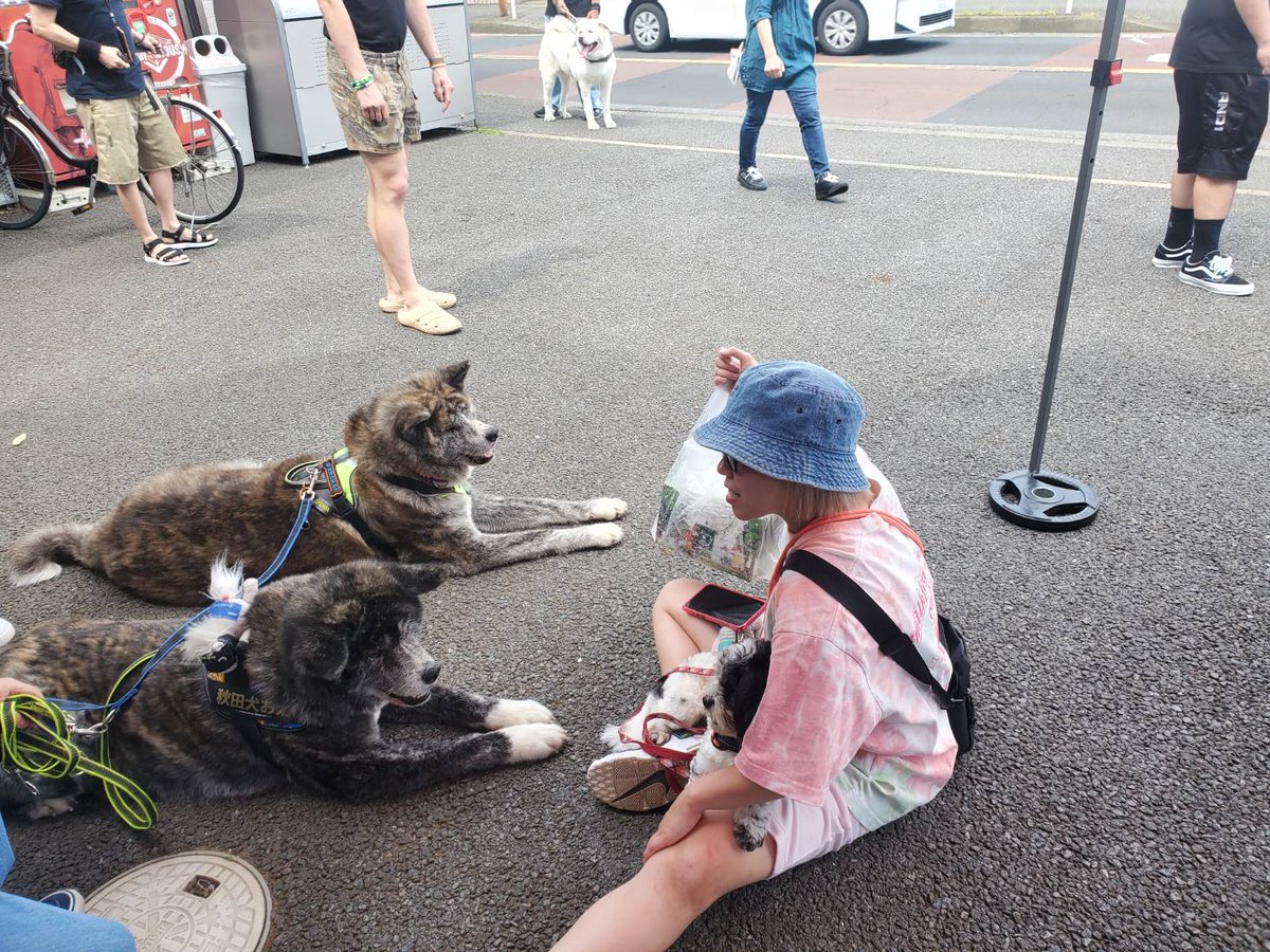 marvelous120888's tweet photo. @akitainu_shuma しゅうま君いつも譲渡会で会うの
とても楽しみでした

写真もいっぱい
撮らせてくれてありがとう❤️

いつも癒しをありがとう♥️ https://t.co/Kspa9K8AKy