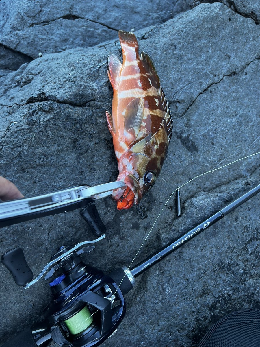 MASOPOID's tweet photo. ここ1ヶ月はポツポツチニングしつつ、千葉や伊豆方���に出かけたりなどしていたものでした

完全にワカシサイズですが、初青物・初アカハタ・初ダツなど初物が多く出ました。

���場でも釣りにハマる奴が増えてきて僕は嬉しいですがみんな好きな釣種が違いすぎて困るんじゃわ https://t.co/QYdZ0VuwpP