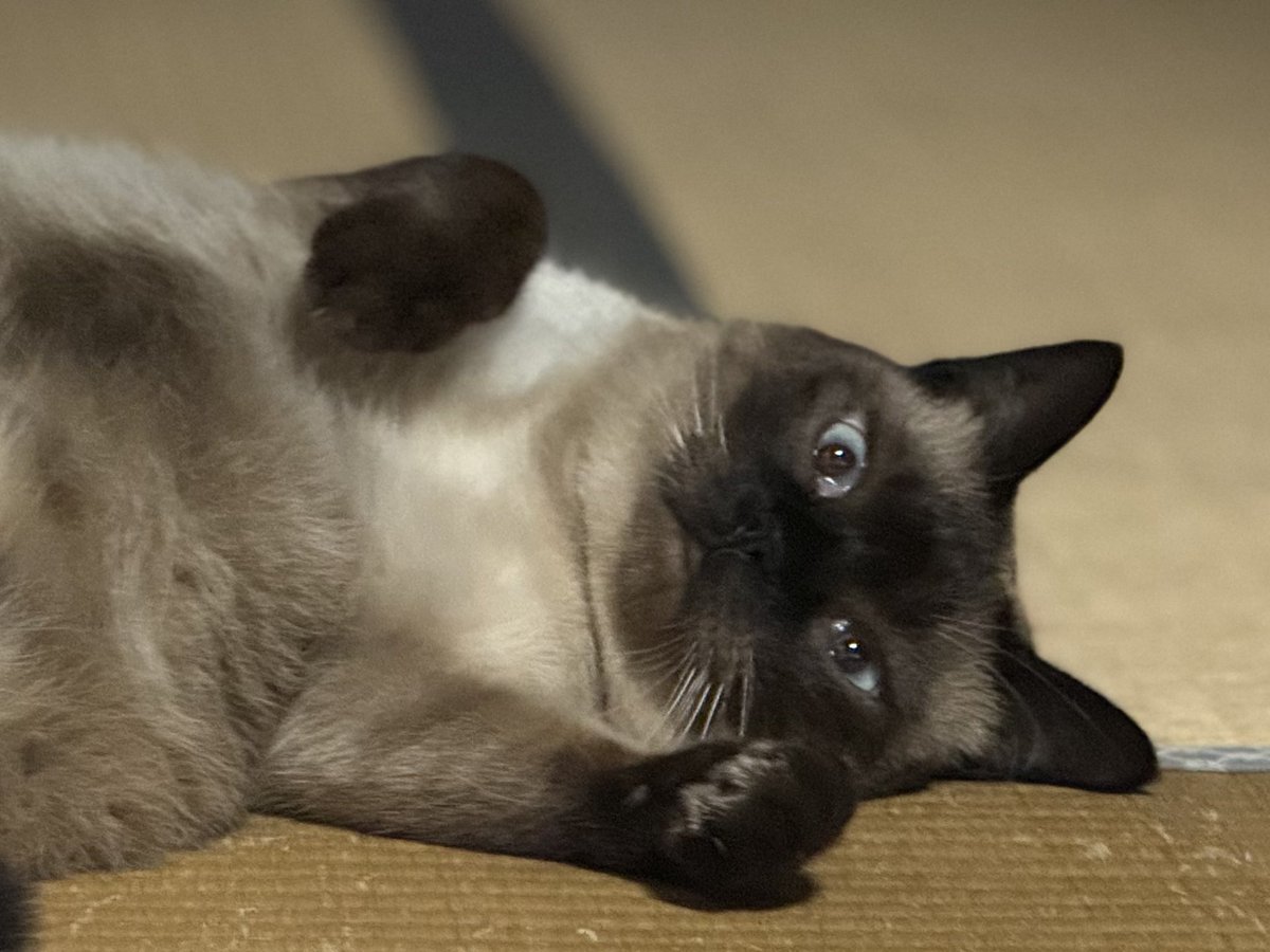 raio2000's tweet photo. そんな真顔で見られても何も出ませんよ❓

#猫のいる暮らし  #シャムミックス  #猫 https://t.co/STHYgJAeVP