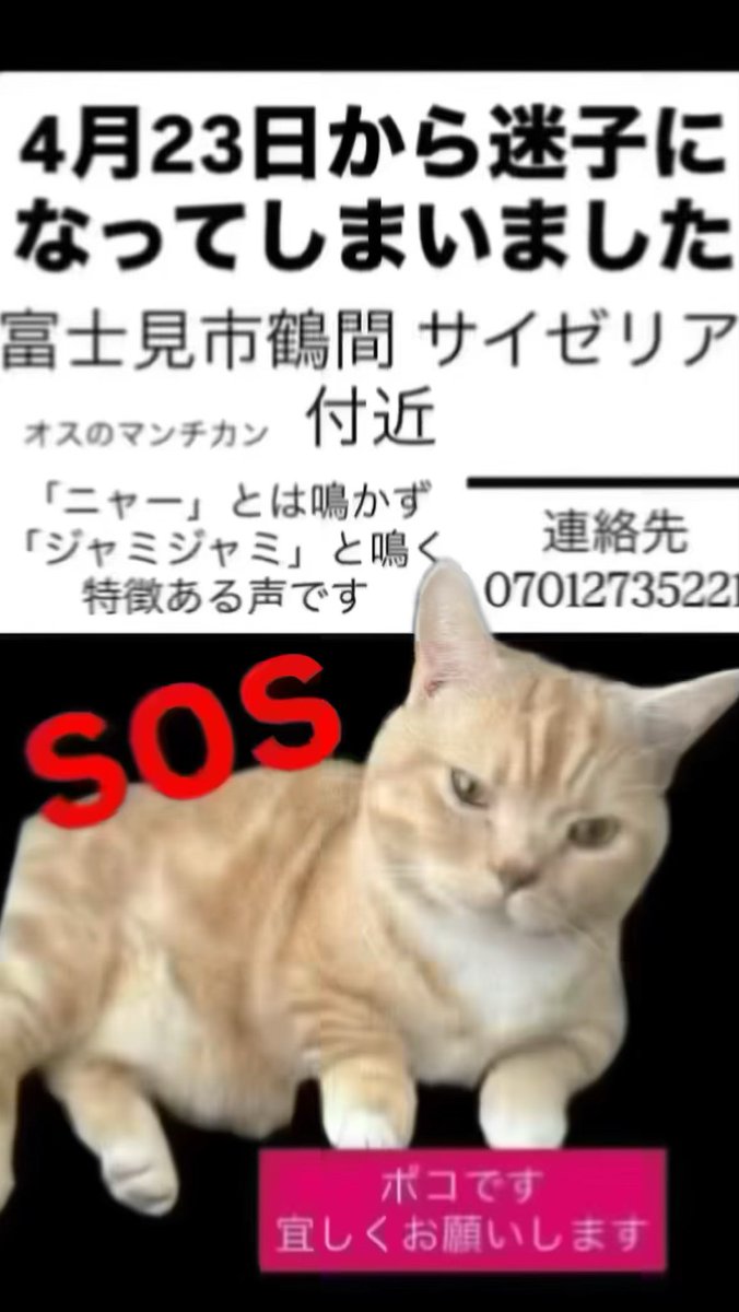 ANANotintin's tweet photo. 迷子になってしいました見かけた方DMください #猫 #迷子猫 #埼玉県富士見市鶴馬 https://t.co/Nd1ZkT6Ufy