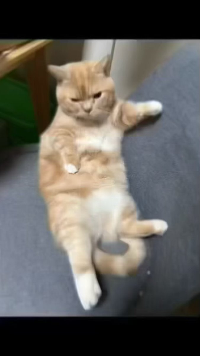 ANANotintin's tweet photo. 迷子になってしいました見かけた方DMください #猫 #迷子猫 #埼玉県富士見市鶴馬 https://t.co/Nd1ZkT6Ufy