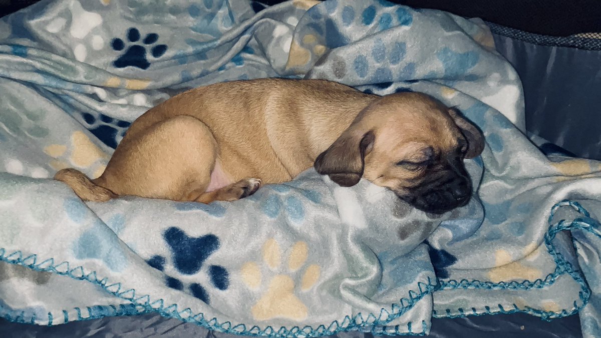 RuoOujiro's tweet photo. Nawms… Meet my daughter, Fizzy! https://t.co/uk7npg6rIp