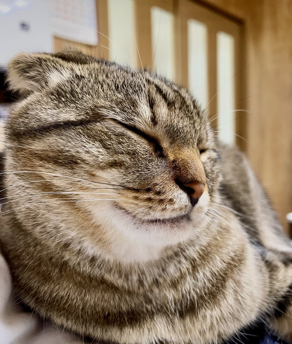 neccobucho's tweet photo. 眠  り  猫  。。。 https://t.co/hqa1TQxuGj