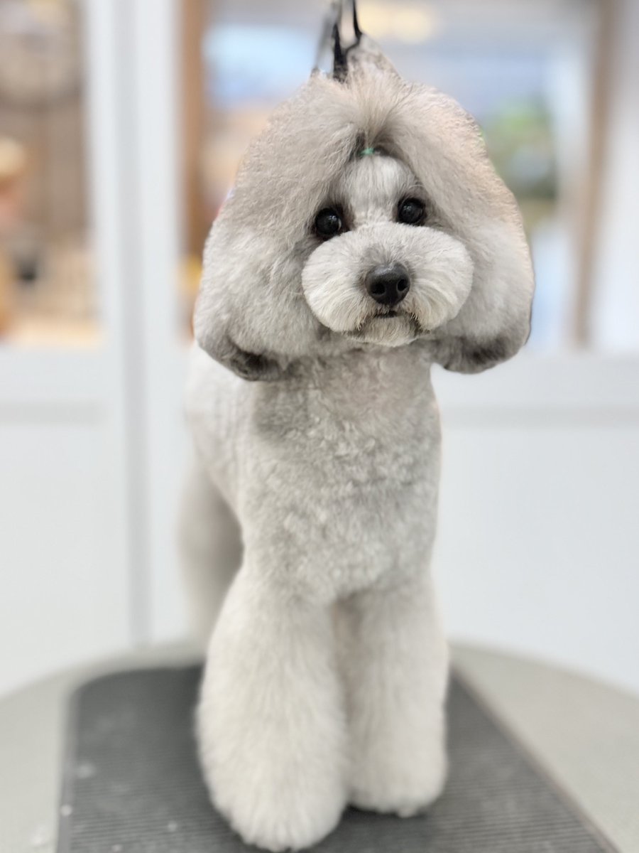 powderdogtrim's tweet photo. ナティちゃん、久しぶりのトリミングでスッキリさっぱり！カットビフォアアフター✂️(はせ) https://t.co/QwC2QOsaq2