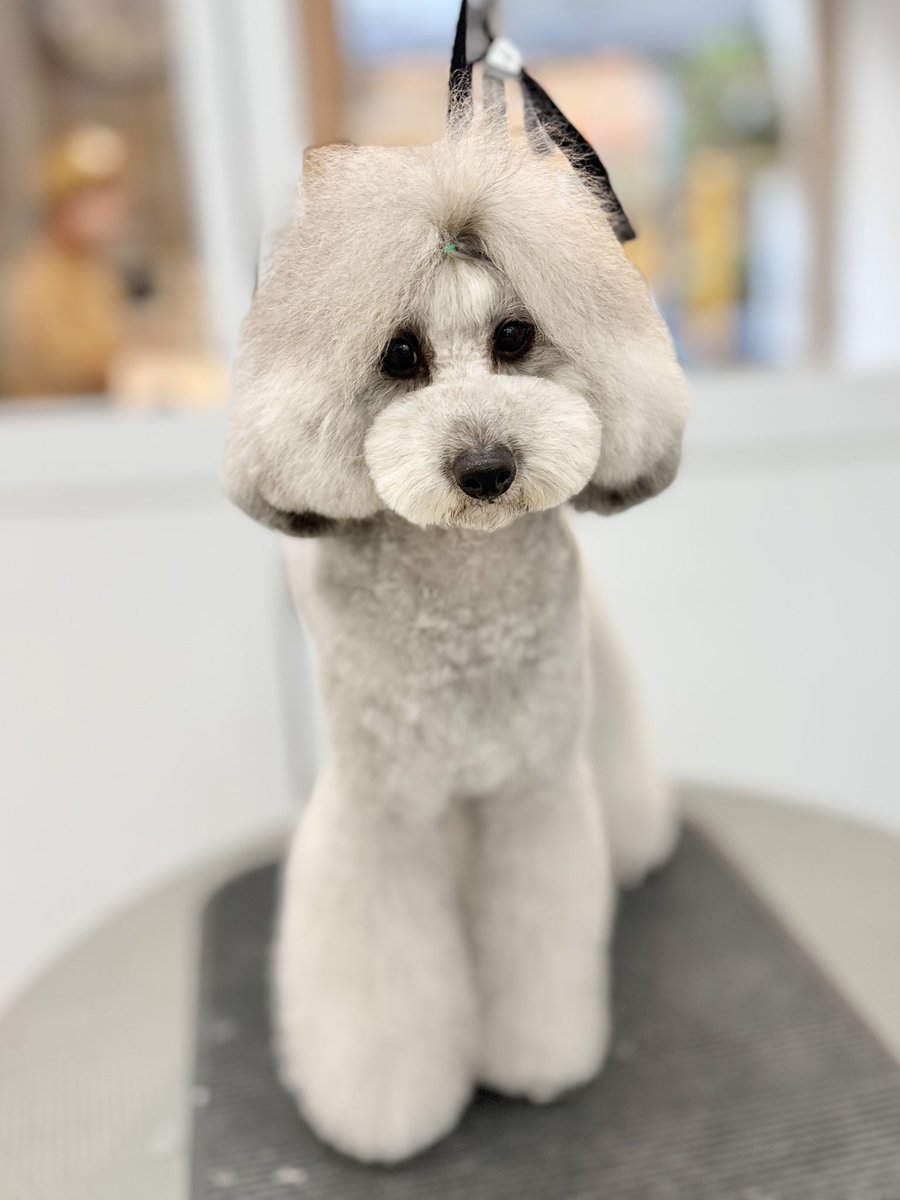 powderdogtrim's tweet photo. ナティちゃん、久しぶりのトリミングでスッキリさっぱり！カットビフォアアフター✂️(はせ) https://t.co/QwC2QOsaq2