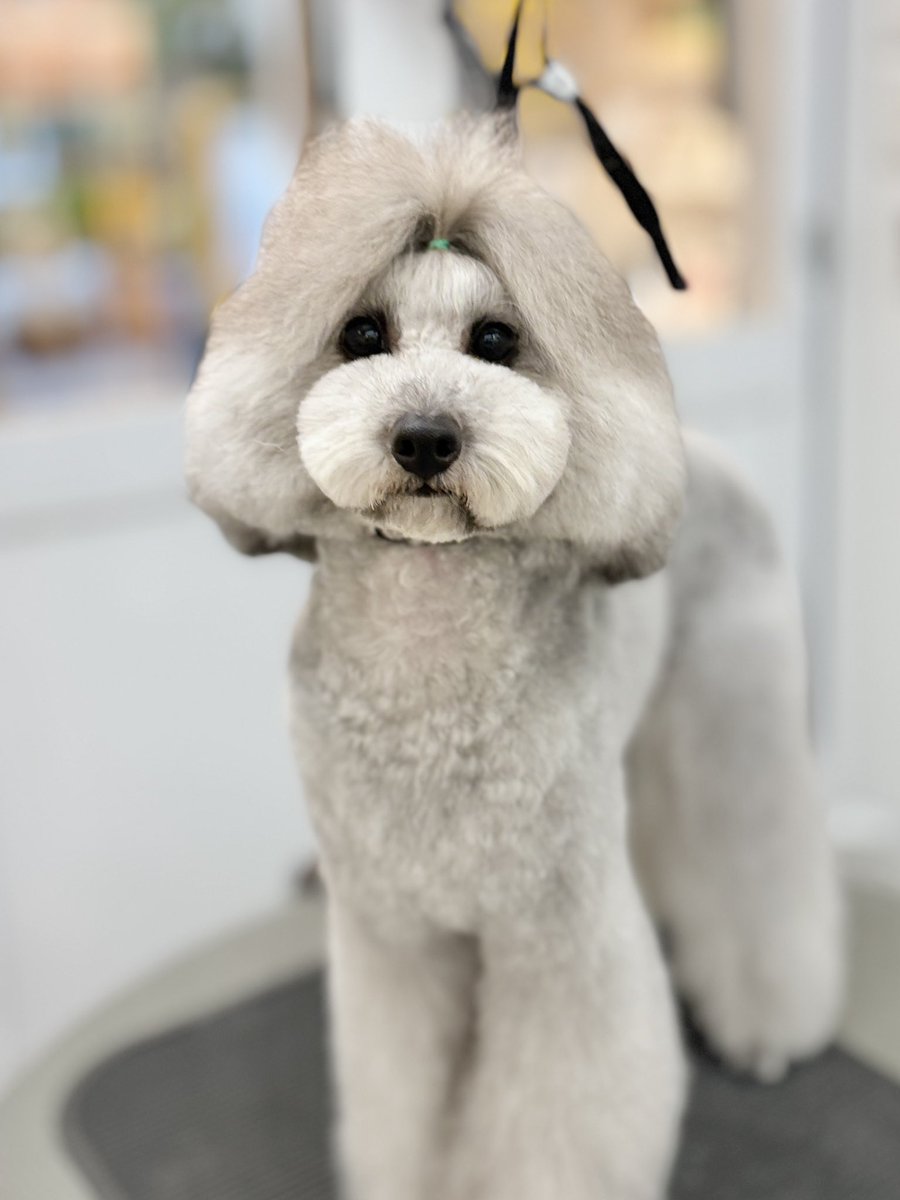 powderdogtrim's tweet photo. ナティちゃん、久しぶりのトリミングでスッキリさっぱり！カットビフォアアフター✂️(はせ) https://t.co/QwC2QOsaq2