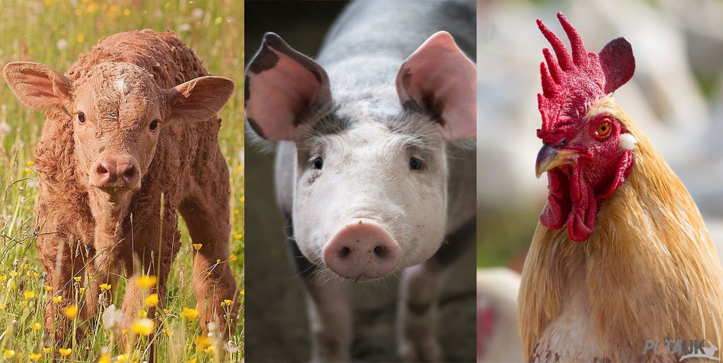 PETA_France's tweet photo. Tous les animaux respirent, pensent et ressentent la douleur. Ils ne nous ressemblent peut-être pas, mais ils ne sont PAS inférieurs à nous. #GoVegan 💗 https://t.co/IARuTc8EaK