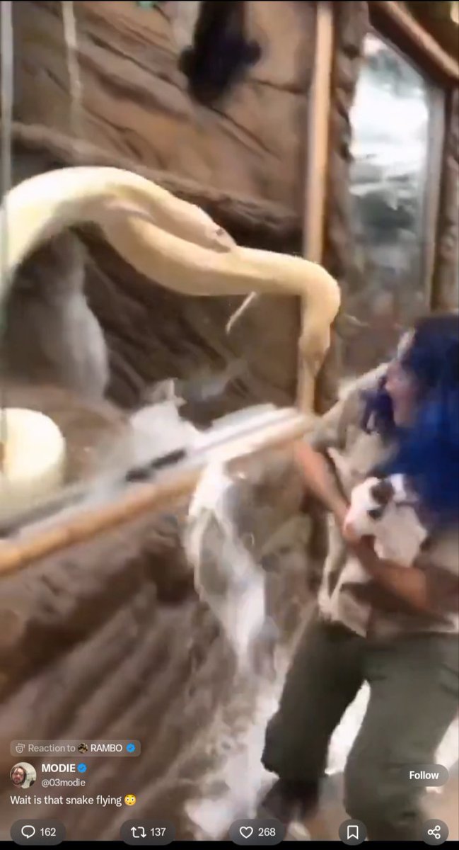 Ahmad2XXXX's tweet photo. @03modie This is an ai nah 
How can a snake has two heads and suddenly changed to one. https://t.co/1jlar6F7cS