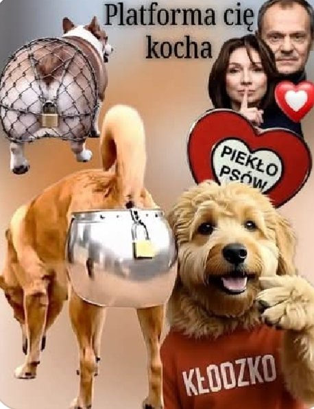 mirektup's tweet photo. @Jarek368404 @adam_abramczyk Jedź do Kłodzka powalczyć z dupą psa. https://t.co/cp5nmbXWQE