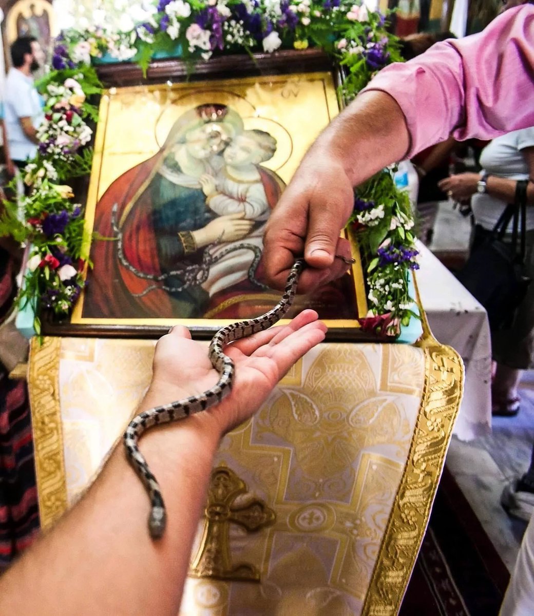 Fragbaza's tweet photo. THE SNAKES OF THE VIRGIN MARY IN KEFALONIA

From today until August 15th, when the Dormition of the Most Holy Mother of God is celebrated in Greece, the Kefalonian snakes or "holy snakes of the Virgin Mary" (agiofides) appear on the island of Kefalonia in the Church of the Dormition of the Most Holy Mother of God.

Interestingly, the snakes continued to appear on the feast of the Dormition of the Most Holy Mother of God even after the Greek Church accepted the new calendar and the feast of the Dormition was moved 13 days earlier.

In the eastern region of Kefalonia (an island in the Ionian Sea), not far from the village of Markopoulo, there is a small church dedicated to the Dormition of the Most Holy Mother of God. Here, for many years, once a year on the feast of the Dormition of the Most Holy Mother of God, something unusual happens:

From the Feast of the Transfiguration, snakes appear inside and outside the church.

The locals call them the snakes of the Most Holy Mother of God. Every day the number of snakes increases, and on the eve of the Dormition, they are present throughout the entire surrounding area. During those days, the residents of the village of Markopoulo go through the valley on whose slope the church is located and collect the snakes in order to bring them to the Most Holy Mother of God.

According to an 18th-century tradition, when pirates attacked the village, the nuns prayed to the Virgin Mary to save them, and instead, snakes appeared and drove the invaders away.

Where these snakes come from and where they disappear to after the holiday—no one knows.

It is a great mystery to everyone.

During the all-night vigil service, the snakes slither freely among the people: over the stasidia (monastic stalls) and analogia (lecterns), completely unafraid of anyone.

If a snake gets into your shirt—do not be afraid!