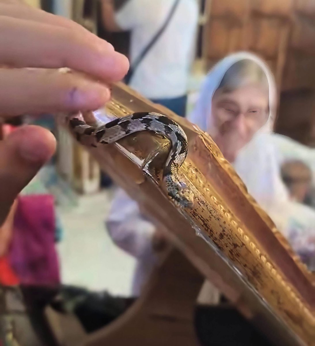 Fragbaza's tweet photo. THE SNAKES OF THE VIRGIN MARY IN KEFALONIA

From today until August 15th, when the Dormition of the Most Holy Mother of God is celebrated in Greece, the Kefalonian snakes or "holy snakes of the Virgin Mary" (agiofides) appear on the island of Kefalonia in the Church of the Dormition of the Most Holy Mother of God.

Interestingly, the snakes continued to appear on the feast of the Dormition of the Most Holy Mother of God even after the Greek Church accepted the new calendar and the feast of the Dormition was moved 13 days earlier.

In the eastern region of Kefalonia (an island in the Ionian Sea), not far from the village of Markopoulo, there is a small church dedicated to the Dormition of the Most Holy Mother of God. Here, for many years, once a year on the feast of the Dormition of the Most Holy Mother of God, something unusual happens:

From the Feast of the Transfiguration, snakes appear inside and outside the church.

The locals call them the snakes of the Most Holy Mother of God. Every day the number of snakes increases, and on the eve of the Dormition, they are present throughout the entire surrounding area. During those days, the residents of the village of Markopoulo go through the valley on whose slope the church is located and collect the snakes in order to bring them to the Most Holy Mother of God.

According to an 18th-century tradition, when pirates attacked the village, the nuns prayed to the Virgin Mary to save them, and instead, snakes appeared and drove the invaders away.

Where these snakes come from and where they disappear to after the holiday—no one knows.

It is a great mystery to everyone.

During the all-night vigil service, the snakes slither freely among the people: over the stasidia (monastic stalls) and analogia (lecterns), completely unafraid of anyone.

If a snake gets into your shirt—do not be afraid!