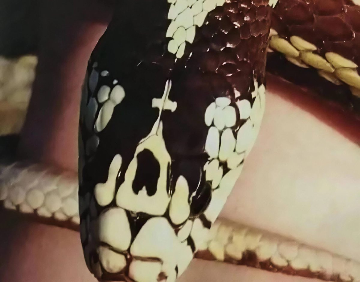Fragbaza's tweet photo. THE SNAKES OF THE VIRGIN MARY IN KEFALONIA

From today until August 15th, when the Dormition of the Most Holy Mother of God is celebrated in Greece, the Kefalonian snakes or "holy snakes of the Virgin Mary" (agiofides) appear on the island of Kefalonia in the Church of the Dormition of the Most Holy Mother of God.

Interestingly, the snakes continued to appear on the feast of the Dormition of the Most Holy Mother of God even after the Greek Church accepted the new calendar and the feast of the Dormition was moved 13 days earlier.

In the eastern region of Kefalonia (an island in the Ionian Sea), not far from the village of Markopoulo, there is a small church dedicated to the Dormition of the Most Holy Mother of God. Here, for many years, once a year on the feast of the Dormition of the Most Holy Mother of God, something unusual happens:

From the Feast of the Transfiguration, snakes appear inside and outside the church.

The locals call them the snakes of the Most Holy Mother of God. Every day the number of snakes increases, and on the eve of the Dormition, they are present throughout the entire surrounding area. During those days, the residents of the village of Markopoulo go through the valley on whose slope the church is located and collect the snakes in order to bring them to the Most Holy Mother of God.

According to an 18th-century tradition, when pirates attacked the village, the nuns prayed to the Virgin Mary to save them, and instead, snakes appeared and drove the invaders away.

Where these snakes come from and where they disappear to after the holiday—no one knows.

It is a great mystery to everyone.

During the all-night vigil service, the snakes slither freely among the people: over the stasidia (monastic stalls) and analogia (lecterns), completely unafraid of anyone.

If a snake gets into your shirt—do not be afraid!