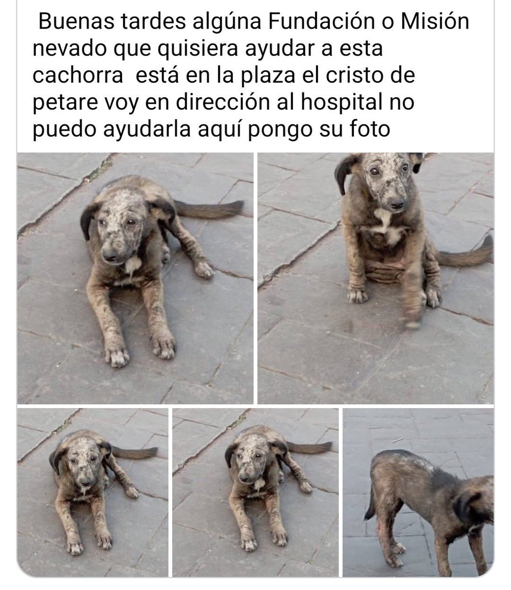 PerroUsuario's tweet photo. Reportan a esta cachorra que se encuentra en la Plaza El Cristo de Petare. Necesita atención y resguardo URGENTE https://t.co/OEBZ7C81a2