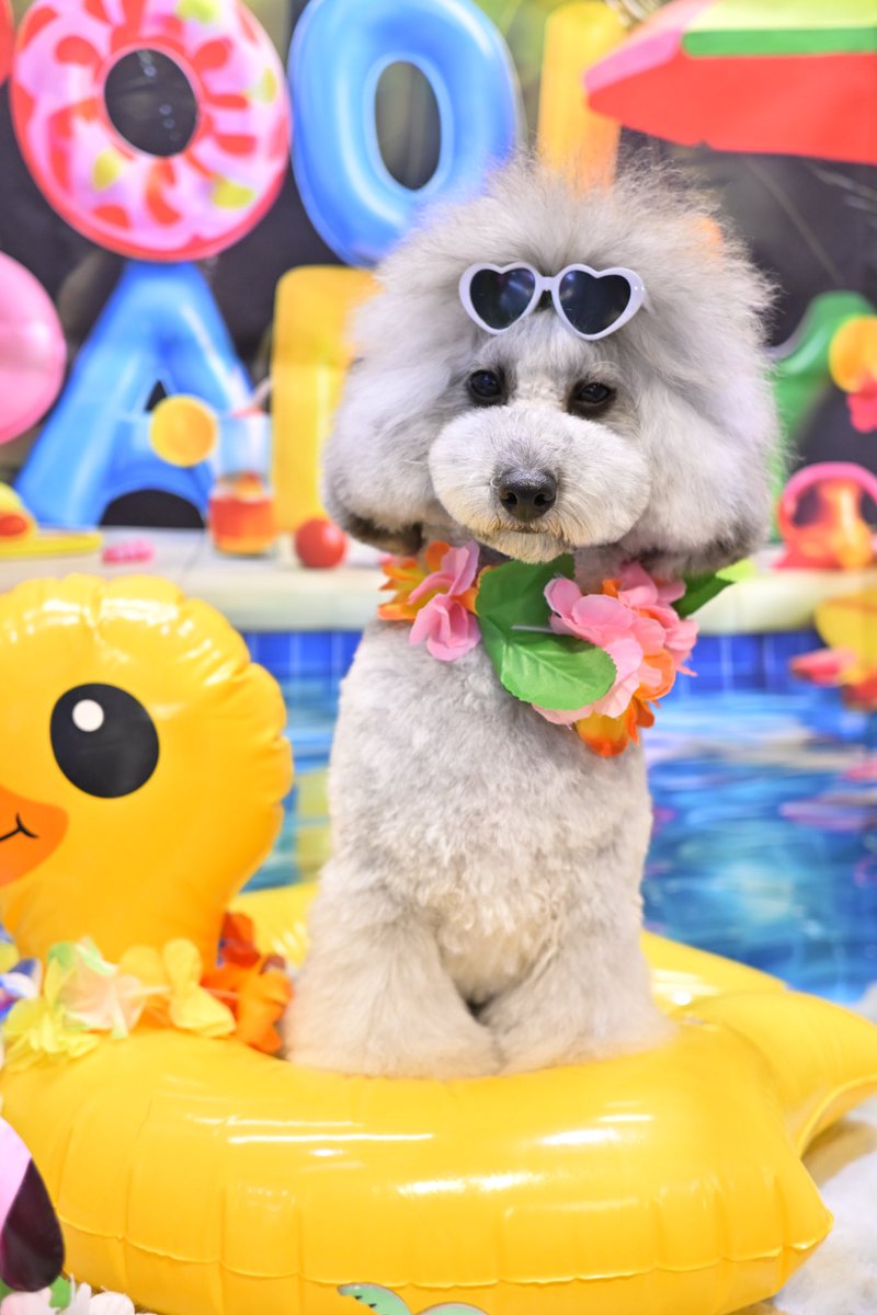 powderdogtrim's tweet photo. ナティちゃん、ナイトプールで夏を楽しもう！(はせ) https://t.co/E1GVTC7bZo