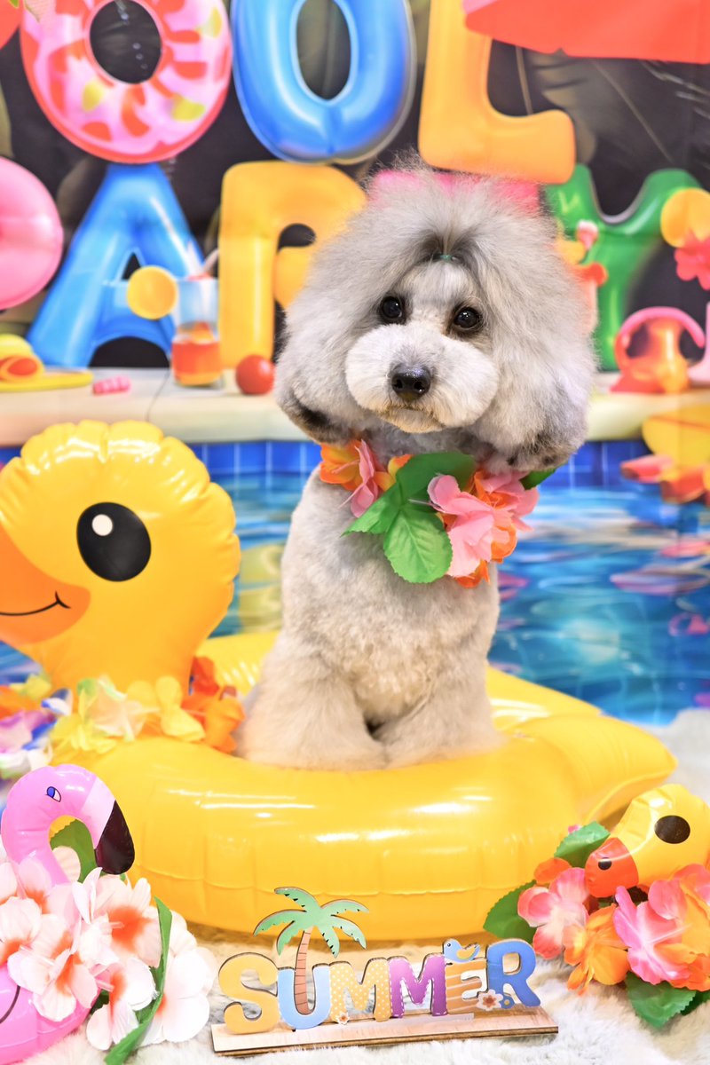 powderdogtrim's tweet photo. ナティちゃん、ナイトプールで夏を楽しもう！(はせ) https://t.co/E1GVTC7bZo