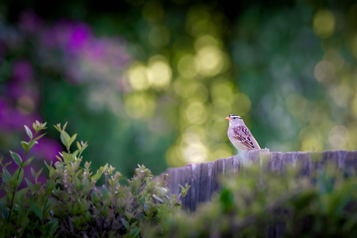 aHeartSoFull's tweet photo. Today's Photo Challenge: BOKEH

What is Bokeh?  Bokeh is how your lens turns out-of-focus points of light into soft, smooth shapes (often little circles). It’s not to be confused with just having a creamy or blurry background. Bokeh is specifically about the quality of those blurred lights and edges.

How to create Bokeh?
1) Use a wide aperture (small f-number like f/2.8), this creates shallow depth of field so only your subject stays sharp.
2) Get close to your subject and leave plenty of space between it and the background
3) Use a longer lens if you have one, at least 50mm, but longer is better.
4) Look for backgrounds with small points of light (sun through leaves, fairy lights, reflections) — these turn into the soft glowing circles that show off bokeh best.