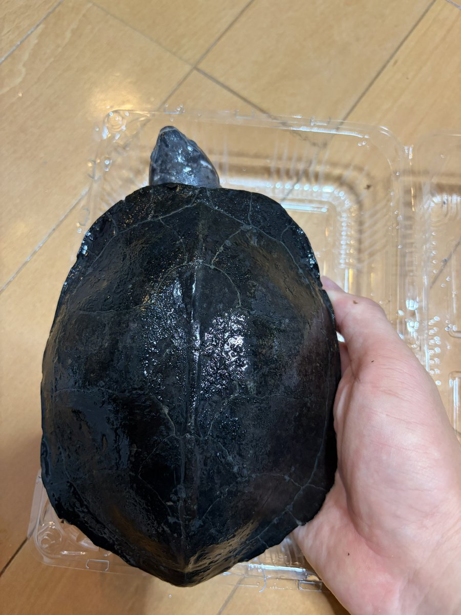 mutuobiarumazir's tweet photo. 爬虫類倶楽部中野店@89_nakano にて

ホオジロクロガメのペア

メスがとてつもなくデカい、、、
ハチクラの亀担当の人が熱意も知識もすごくて尊敬‼️
頑張って繁殖目指します！ https://t.co/nGy6HbPNzN