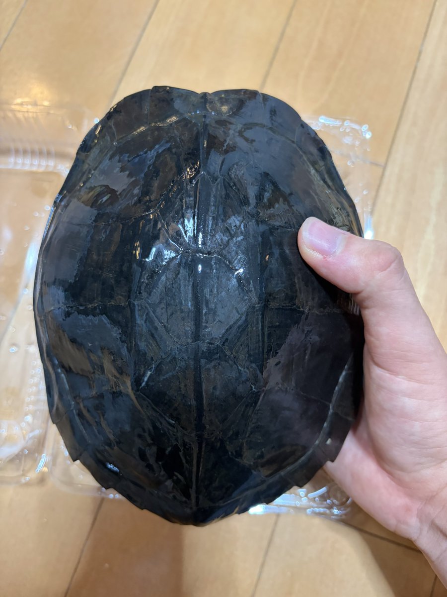 mutuobiarumazir's tweet photo. 爬虫類倶楽部中野店@89_nakano にて

ホオジロクロガメのペア

メスがとてつもなくデカい、、、
ハチクラの亀担当の人が熱意も知識もすごくて尊敬‼️
頑張って繁殖目指します！ https://t.co/nGy6HbPNzN