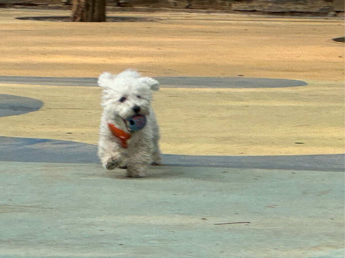 KarinBiersqq's tweet photo. Watch our little furball go from wobbly to zoom-ready in 3 months  Each tiny milestone makes our hearts full! https://t.co/RvDQaSv0GC