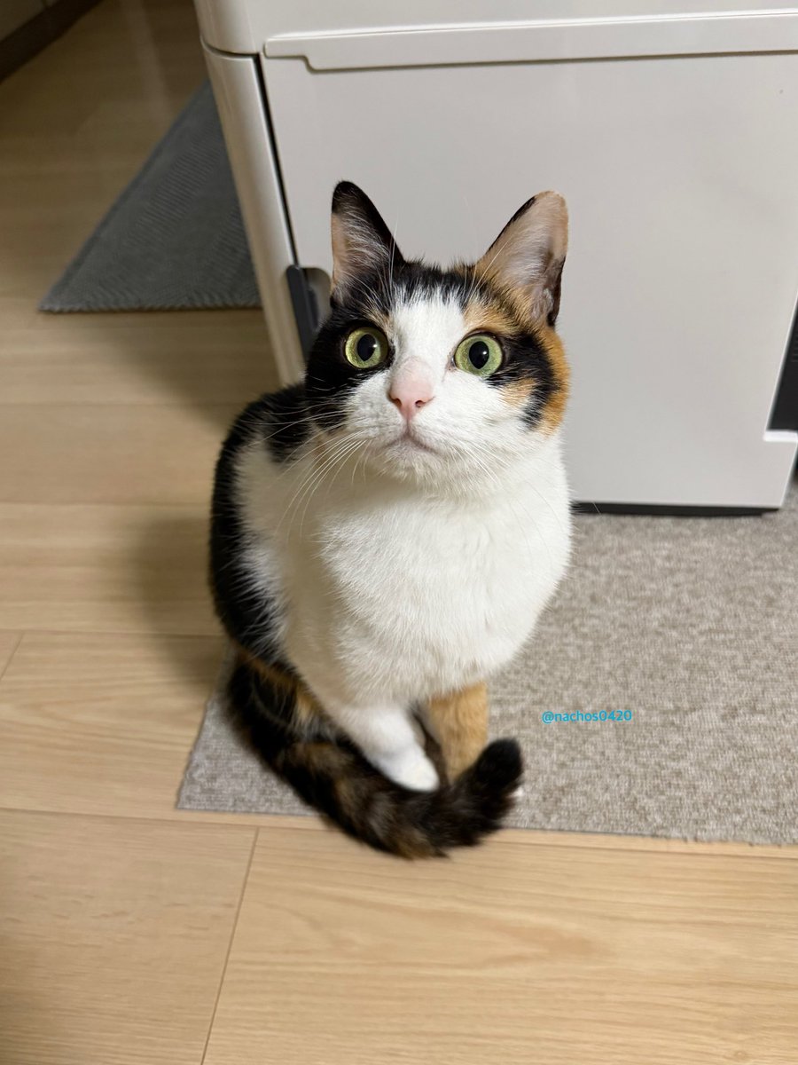 nachos0420's tweet photo. 猫じゃらし追いかけ中のなっちゃん、目かっぴらいてました。興奮モードです。 https://t.co/UPUxjHbl3e