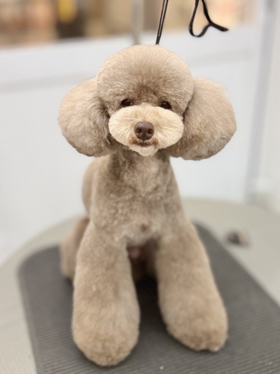 powderdogtrim's tweet photo. いろちゃん、カットビフォアアフター✂️(はせ) https://t.co/v4Jy7e1DAc
