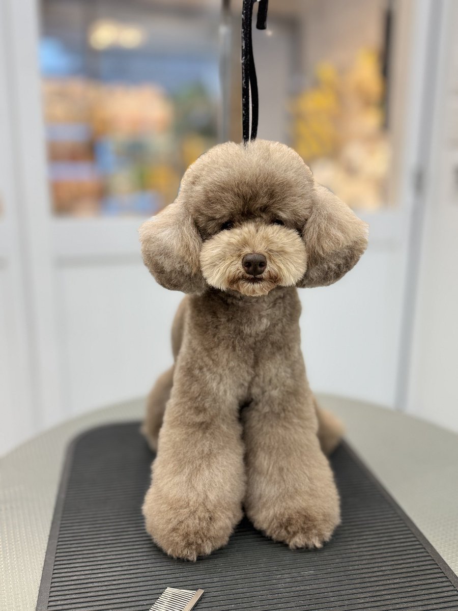 powderdogtrim's tweet photo. いろちゃん、カットビフォアアフター✂️(はせ) https://t.co/v4Jy7e1DAc
